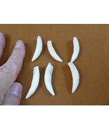 G371-73-4) SIX 1-1/2&quot; GATOR Alligator Aligator  mouth T**th GATORS jewel... - €32,09 EUR