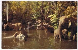 California Postcard Elephant Pool Rivers Of Adventure Disney Magic Kingdom - £1.54 GBP