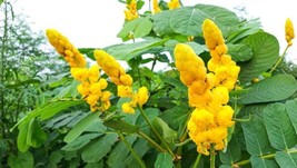 Fresh Emperors Candlesticks Wildflower Seeds - 30 Seeds Of Senna Alata - Io Ship - £14.63 GBP