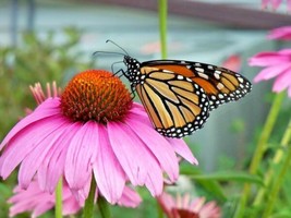 1 Oz Purple Coneflower Seeds Perennial Native Wildflower Medicinal Plant Flowers - $22.50