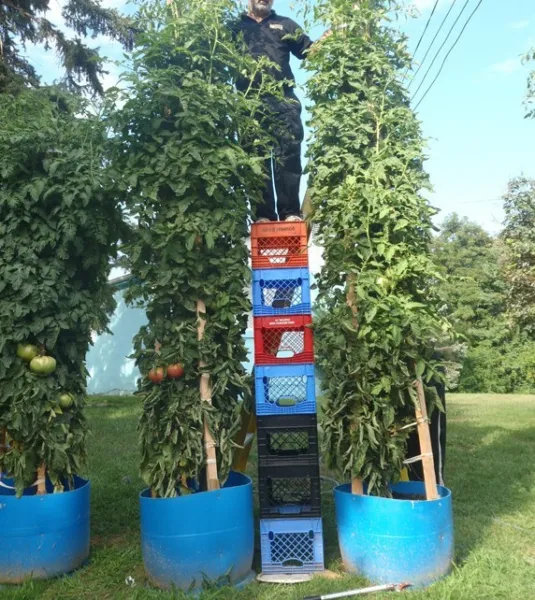 Bulk 200 Tomato Tree Tallest Largest Heavy Yield Easy Pickin Garden - $10.98