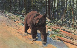 Postcard Animal Postcard of bear   caption  A Hitch-Hiker  Curteich Chic... - £2.50 GBP