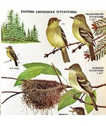 Eastern Empidonax Flycatchers Varieties 1966 Color Bird Art Print Nature... - $368.02 MXN