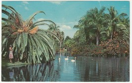 Vintage Postcard White Swans Sarasota Florida Jungle Gardens Tropical Lake - £5.42 GBP