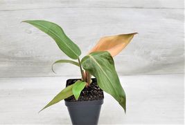 Live Philodendron Summer Glory Philodendron Gloriosum Hybrid houseplant 4&quot; Pot - £24.03 GBP