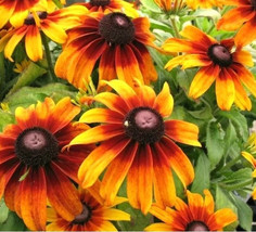 20 +GLORIOSA DAISY Seeds Native Wildflower Deer Proof Flower Garden Cont... - $2.39
