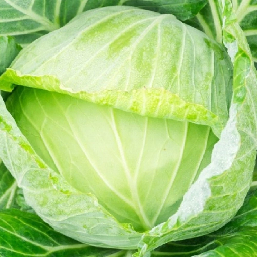 Golden Acre Cabbage Seeds | NON-GMO Cabbage Seeds | Fresh Heirloom Garde... - $362.39 MXN