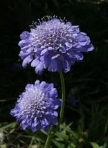 25+ BLUE SCABIOSA PINCUSHION FLOWER SEEDS  - $9.84