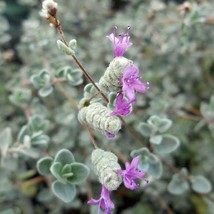 Micro Silver Oregano Edible Herb 2.5 inch Pot Terrarium Fairy Garden Houseplant  - $31.86