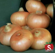 Bulk Yellow Granex Hybrid Onion Seeds S_S - $14.22