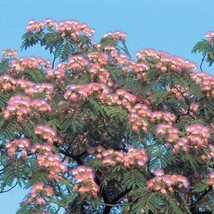 10+ Mimosa Silk Tree Seeds | Powder Puff | Albizia Julibrissin Flower Se... - £2.27 GBP+