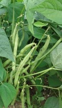 Provider Green Bush Bean Seeds | Heirloom | Organic FRESH - $9.36