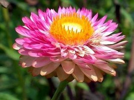 30 Strawflower Helichrysum Bracteatum Seeds Bw95003-1 Garden - £11.45 GBP