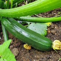 New Fresh Dark Green Zucchini Seeds Organic Summer Squash - £3.54 GBP