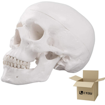 LYOU Human Skull Anatomical Model, Life Size Adult Human Anatomy Head Skeleton M - £44.28 GBP