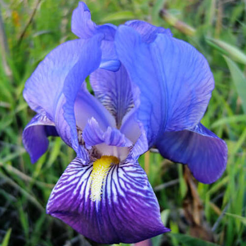 Rhizoma Iridis Orris Root Blue Flowers, 30 Seeds / Pack, Original Pack
