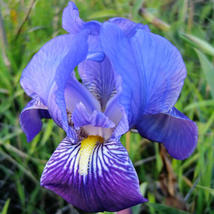 Rhizoma Iridis Orris Root Blue Flowers, 30 Seeds / Pack, Original Pack - $12.80
