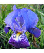 Rhizoma Iridis Orris Root Blue Flowers, 30 Seeds / Pack, Original Pack - £10.20 GBP