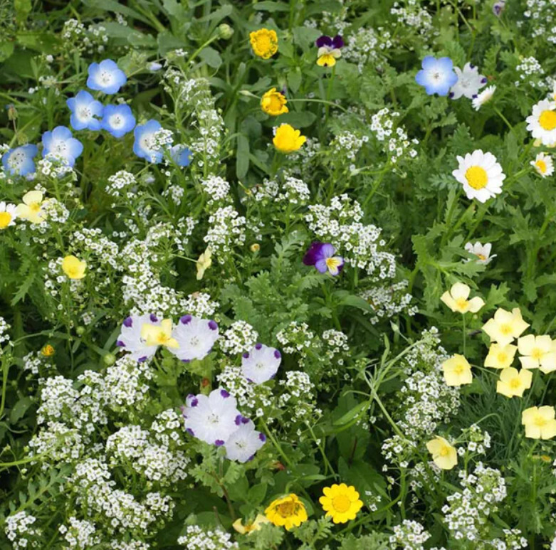 Eco-Ease Flowering Alternative Lawn Mix 13 Species Non-Gmo 2 Grams 2000 ... - $8.96