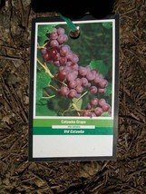 Catawba Grape 2 Gal. Live Healthy Vine Plants Vines Plant Sweet Grapes V... - £45.48 GBP