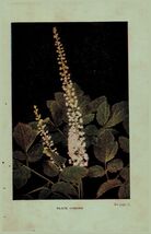 Vintage 1922 Print Cohosh May Apple 2 Side Flowers You Should Know - $19.99 Vintage 1922 Print Cohosh May Apple 2 Side Flowers You Should Know - $19.99