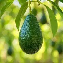 Premium Hass Avocado Grafted Plant - Healthy and Established - $279.90