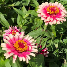 100 Ice Queen Zinnia Elegans Bicolor Double Pink Red White Flower Seeds ... - £15.72 GBP