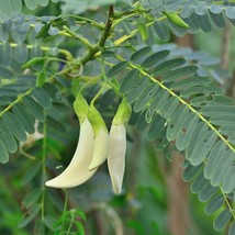 Tropical Seeds Sesbania Grandiflora Red And White Mix 10 Seeds Hummingbird Tree  - $18.68