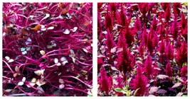 Amaranth Red Garnet Seeds BULK Microgreens or Planting 4,000 Seeds - £13.58 GBP