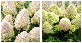 Approx 5-7 Inch - Hydrangea Paniculata &#39;little Fresco&#39; - Starter Plant - £30.98 GBP