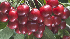 10 Santina Cherry Seeds Planting USA Gardening - $7.96