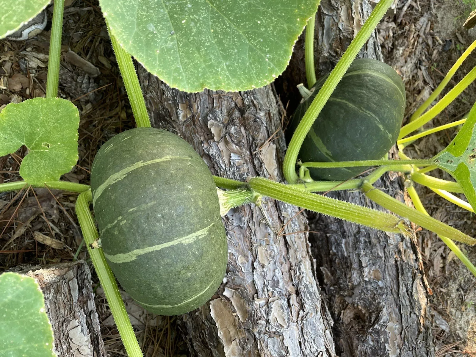 15 Pumpkin Seed: Fresh Japanese Pumpkin Seeds - $5.10