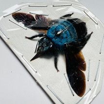 Xylocopa Caerulea Real Insect Specimen with Spread Wings Dried Bug Collection - £25.62 GBP