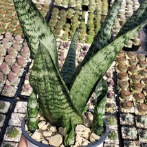 cactus Sansevieria zeylanica Cacti Succulent real live plant - £37.28 GBP