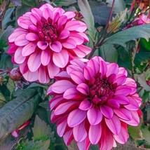 25 Melissa Ann Dahlia Seeds Flower Perennial Flowers Seed Flowering Bloo... - $167.97 MXN