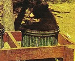 Vtg Cromo Cartolina Yellowstone National Park Wyoming Orso Cub IN Trashc... - £9.84 GBP