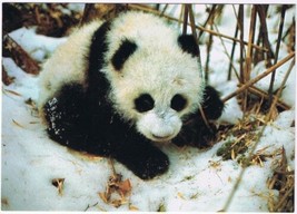 Postcard Giant Panda Snow China - £3.98 GBP