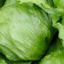 15 Iceberg Lettuce Seeds Cool Season Veggies Garden Fast Shipping - £8.80 GBP