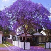 25 Blue Jacaranda Tree Seeds Purple Jacaranda Mimisifolia Flower Seeds Fresh Gar - £7.29 GBP