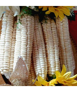 SRN Corn Seeds 50 Onieda White Flour Corn Seed Native American Garden - $17.02 CAD