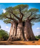 ADW 5 Baobab Seeds Adansonia Digitata Tree Of Life Monkey Bread Bonsai F... - $17.95 CAD