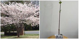 Yoshino Flowering Cherry Tree - 6-12&quot; Tall - Live Plant - 3&quot; Pot - Potte... - $91.99