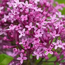 25 Periwinkle Lilac Seeds Tree Fragrant Flowers Perennial Seed Flower 920 USA - £4.62 GBP