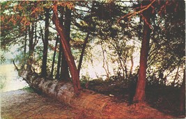 Vtg Postcard Kodachrome Color Card Re-Inarnation Tree Redwoods Forest California - £3.07 GBP