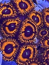 Blood Diamond Zoanthids - £27.38 GBP