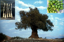 5 Green Olive "Souri" Tree Cutting - $43.85