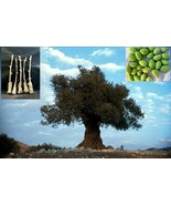 5 Green Olive &quot;Souri&quot; Tree Cutting - £34.53 GBP