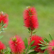 50 Seeds Crimson Bottlebrush Great Container Tropical Deck Plant Callistemon Fre - $11.87