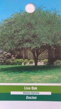 Live Oak 4-6 Ft Shade Tree Beautiful Trees 4 Ur Home Plant Plants Now - £110.10 GBP