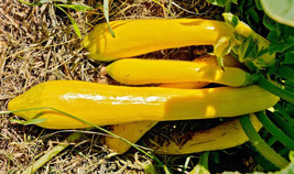 25 Gold Rush Squash Seeds for Garden Planting - $8.37